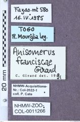 Etikett zu Anisomerus franciscae (Girard, 1971)